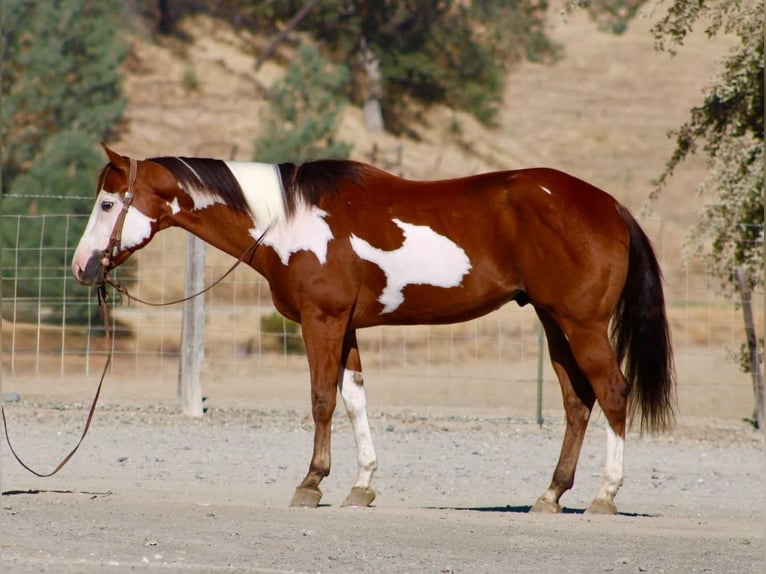 American Paint Horse Wallach 5 Jahre Overo-alle-Farben in Tres Pinos