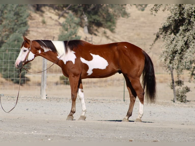 American Paint Horse Wallach 5 Jahre Overo-alle-Farben in Tres Pinos