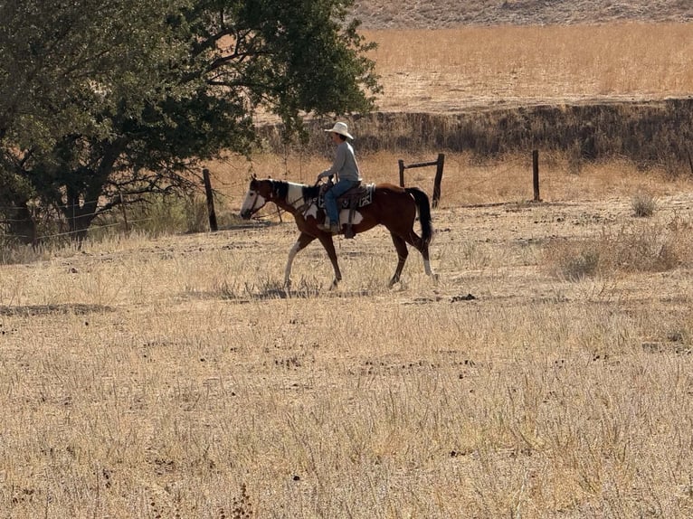 American Paint Horse Wallach 5 Jahre Overo-alle-Farben in Tres Pinos
