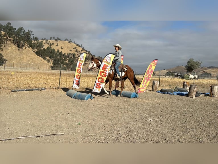 American Paint Horse Wallach 5 Jahre Overo-alle-Farben in Tres Pinos