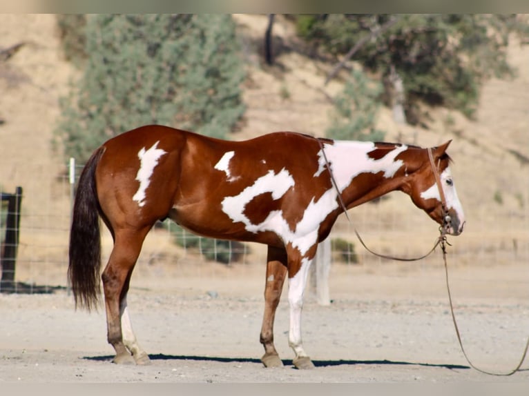 American Paint Horse Wallach 5 Jahre Overo-alle-Farben in Tres Pinos
