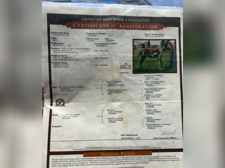 American Paint Horse Wallach 5 Jahre Overo-alle-Farben in Tres Pinos