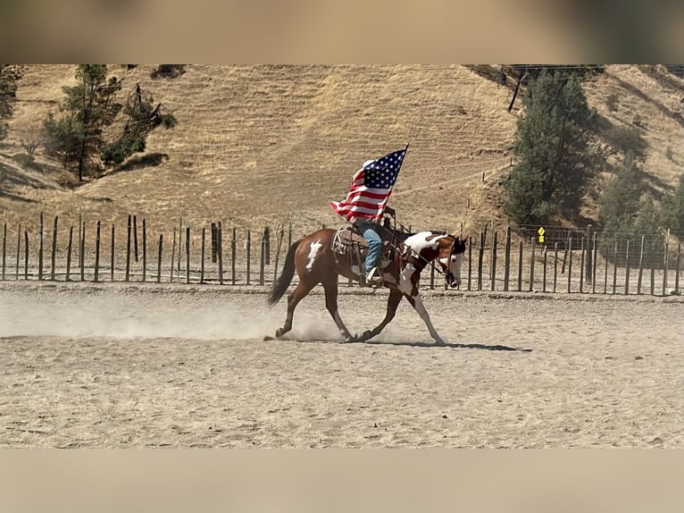 American Paint Horse Wallach 5 Jahre Overo-alle-Farben in Tres Pinos