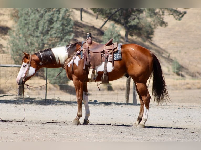 American Paint Horse Wallach 5 Jahre Overo-alle-Farben in Tres Pinos