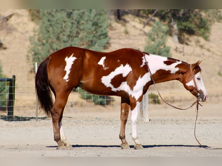 American Paint Horse Wallach 5 Jahre Overo-alle-Farben in Tres Pinos