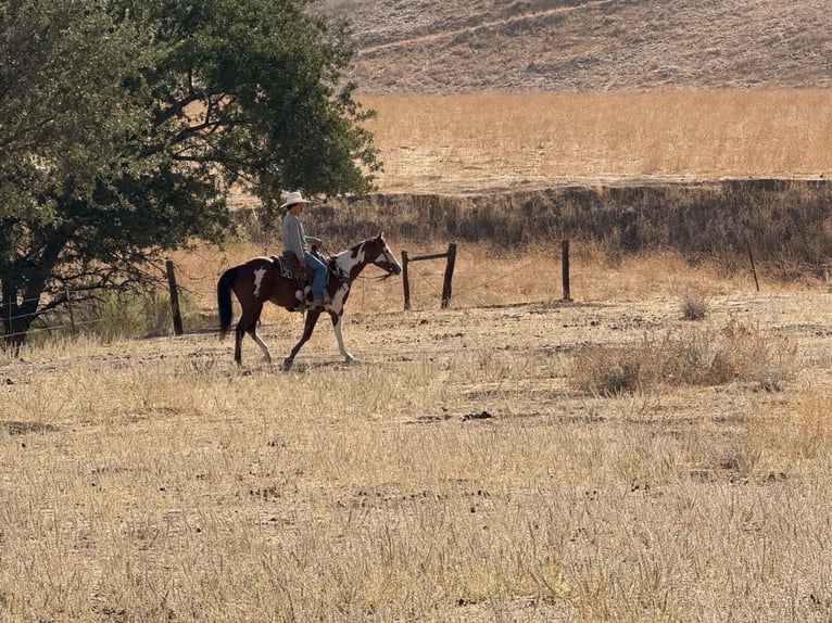 American Paint Horse Wallach 5 Jahre Overo-alle-Farben in Tres Pinos