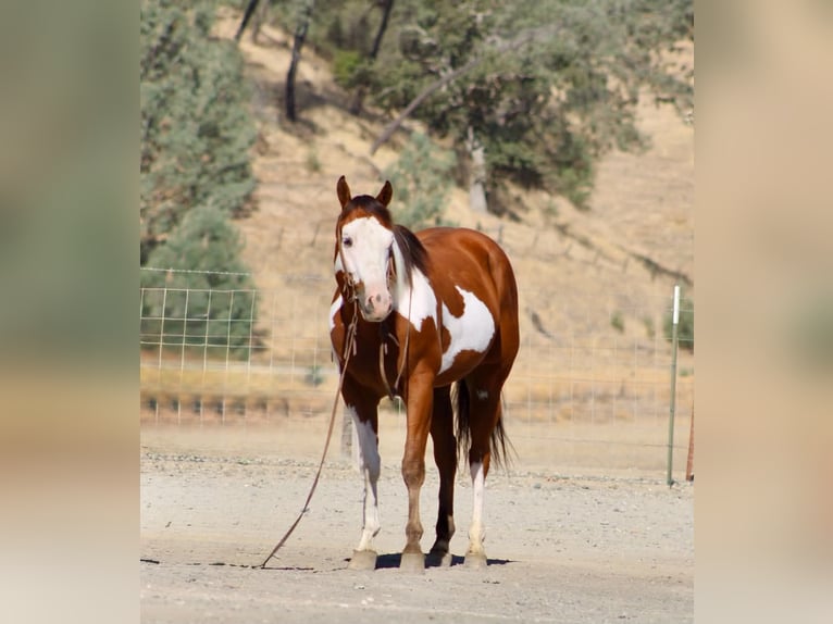 American Paint Horse Wallach 5 Jahre Overo-alle-Farben in Tres Pinos