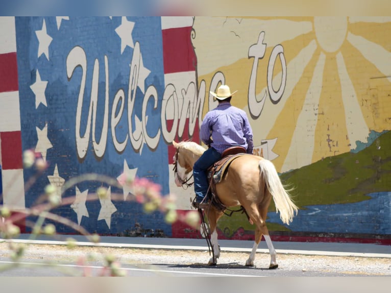 American Paint Horse Wallach 5 Jahre Overo-alle-Farben in Whitesboro