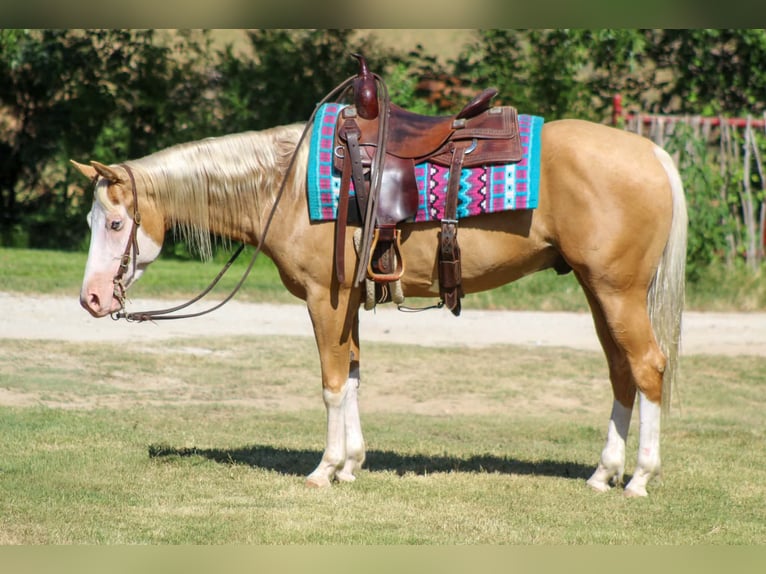 American Paint Horse Wallach 5 Jahre Overo-alle-Farben in Whitesboro