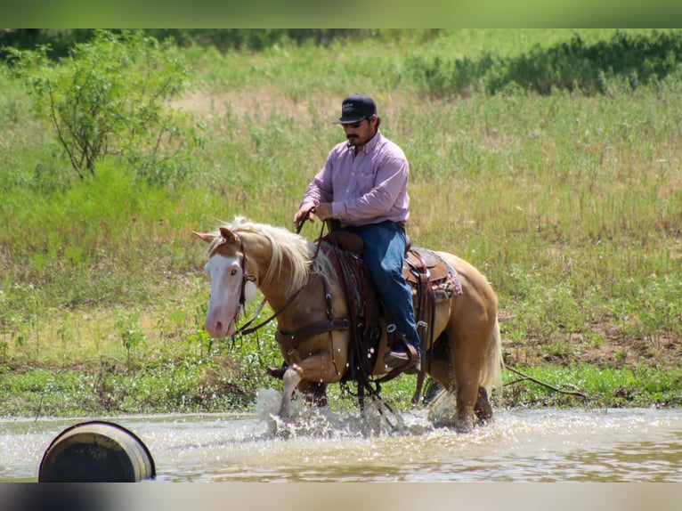 American Paint Horse Wallach 5 Jahre Overo-alle-Farben in Whitesboro