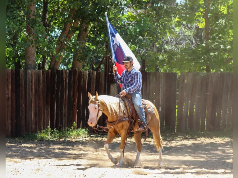 American Paint Horse Wallach 5 Jahre Overo-alle-Farben in Whitesboro