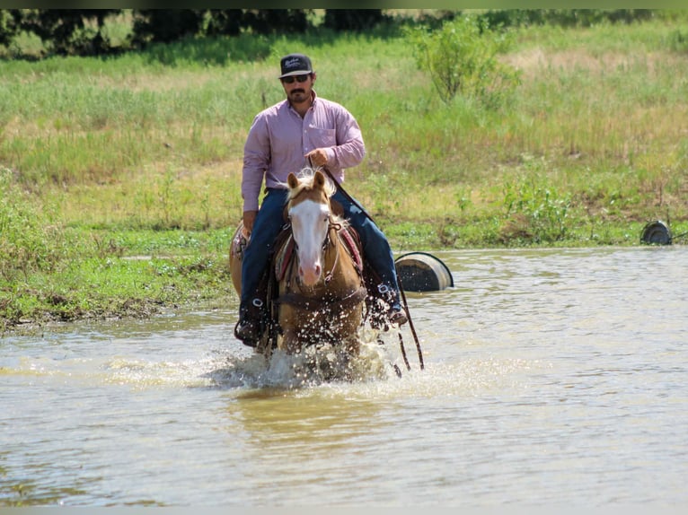 American Paint Horse Wallach 5 Jahre Overo-alle-Farben in Whitesboro