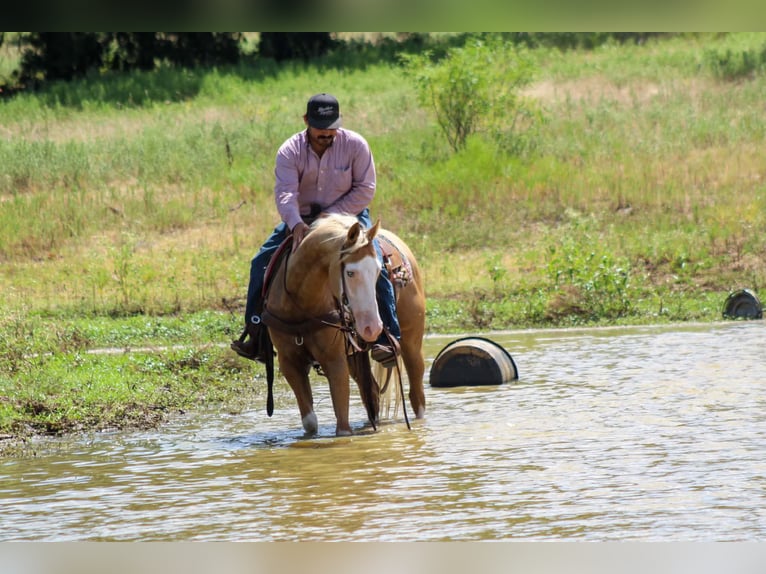 American Paint Horse Wallach 5 Jahre Overo-alle-Farben in Whitesboro