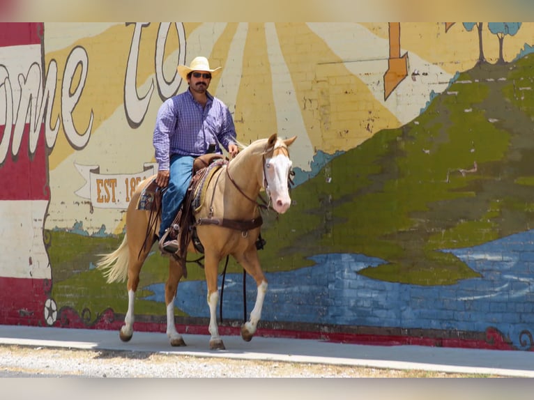 American Paint Horse Wallach 5 Jahre Overo-alle-Farben in Whitesboro