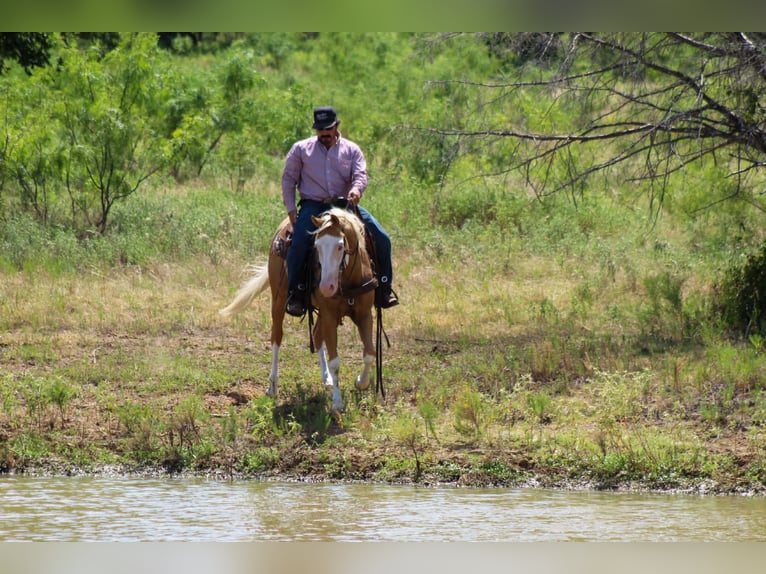 American Paint Horse Wallach 5 Jahre Overo-alle-Farben in Whitesboro