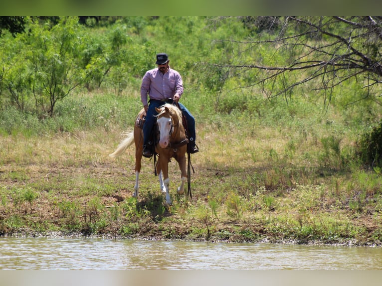 American Paint Horse Wallach 5 Jahre Palomino in Whitesboro