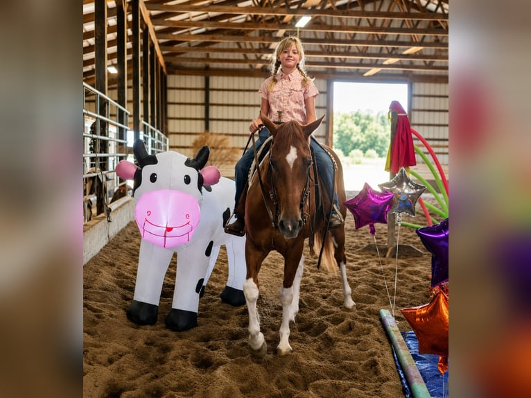 American Paint Horse Wallach 5 Jahre Schecke in Robards
