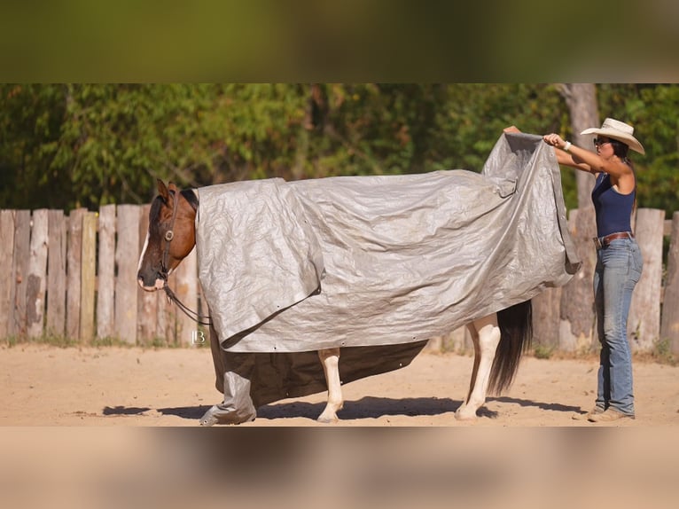 American Paint Horse Wallach 5 Jahre Schecke in Terrell