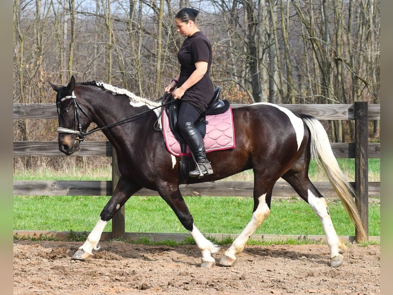 American Paint Horse Mix Wallach 5 Jahre Schecke in Strasburg