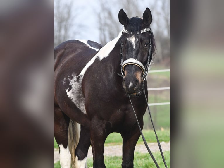 American Paint Horse Mix Wallach 5 Jahre Schecke in Strasburg