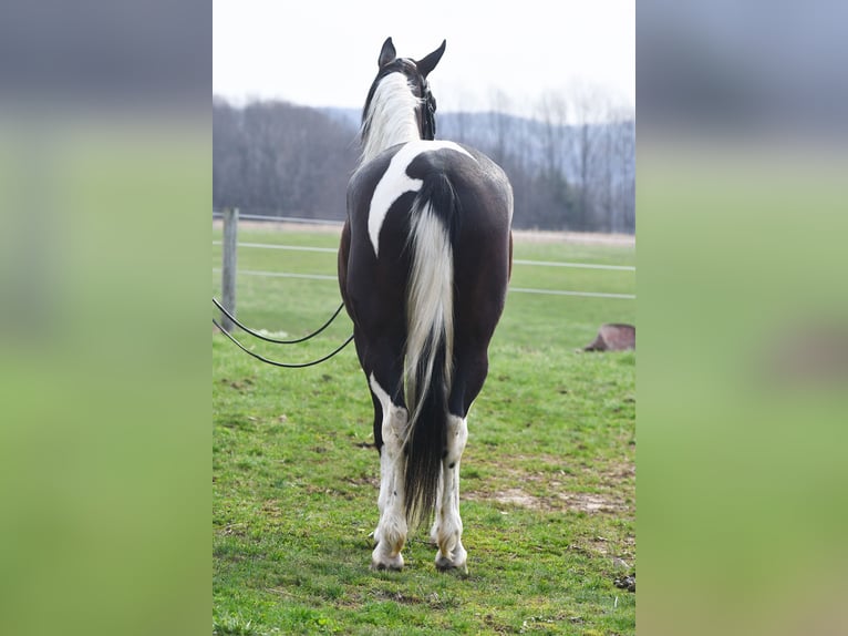 American Paint Horse Mix Wallach 5 Jahre Schecke in Strasburg