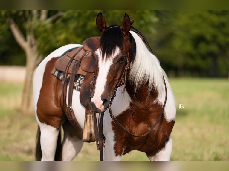 American Paint Horse Wallach 5 Jahre Schecke in Terrell