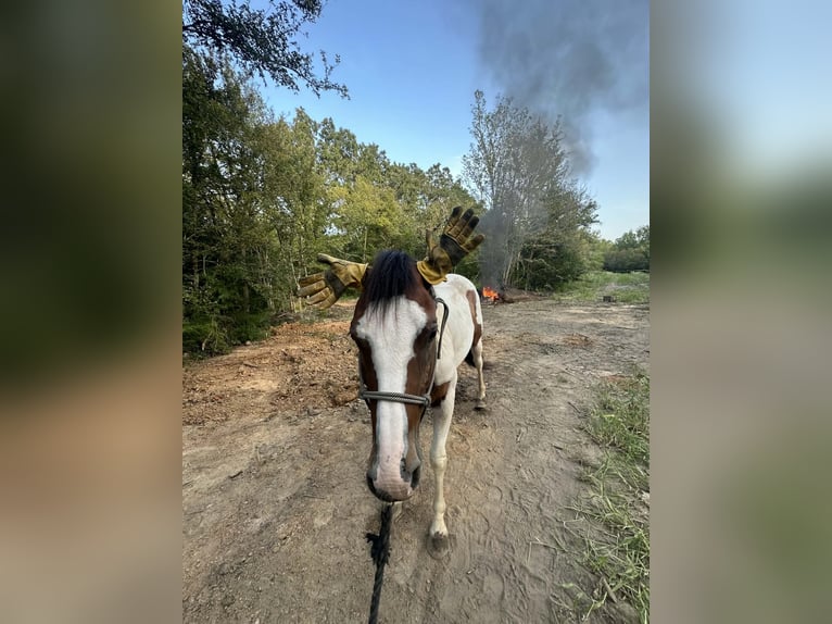 American Paint Horse Wallach 5 Jahre Schecke in Terrell