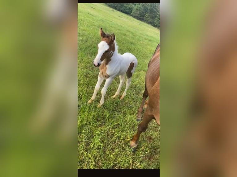 American Paint Horse Wallach 5 Jahre Schecke in Terrell