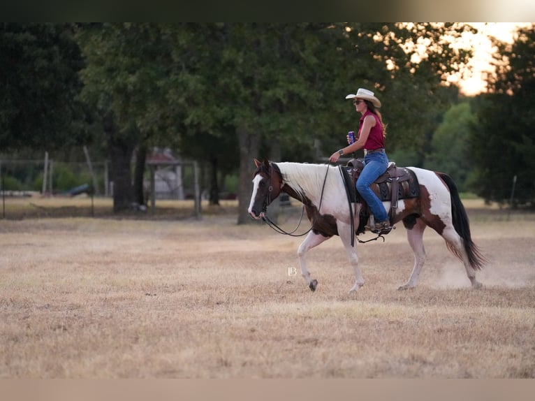 American Paint Horse Wallach 5 Jahre Schecke in Terrell