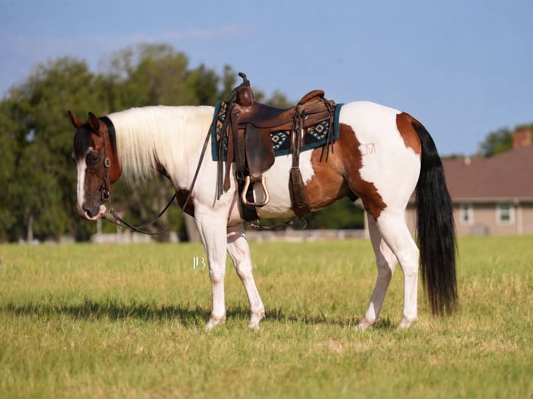 American Paint Horse Wallach 5 Jahre Schecke in Terrell