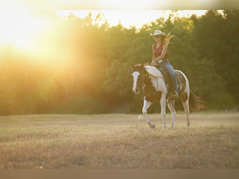 American Paint Horse Wallach 5 Jahre Schecke in Terrell