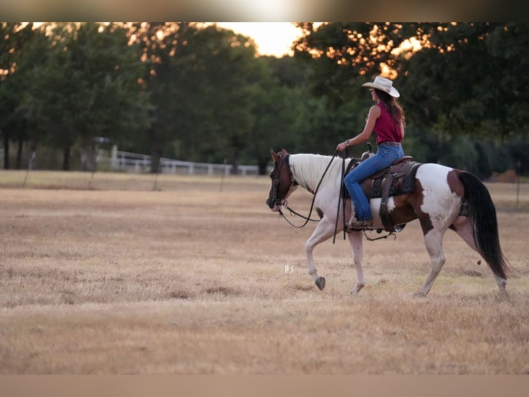American Paint Horse Wallach 5 Jahre Schecke in Terrell