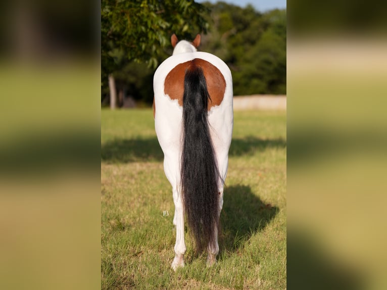 American Paint Horse Wallach 5 Jahre Schecke in Terrell