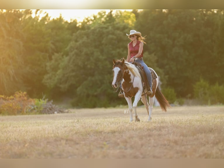 American Paint Horse Wallach 5 Jahre Schecke in Terrell