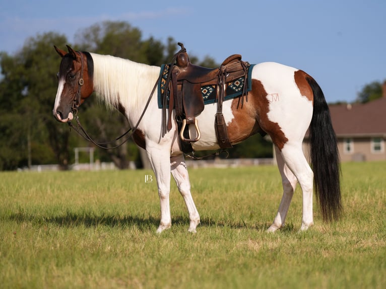 American Paint Horse Wallach 5 Jahre Schecke in Terrell