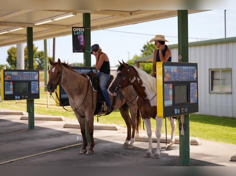 American Paint Horse Wallach 5 Jahre Schecke in Terrell
