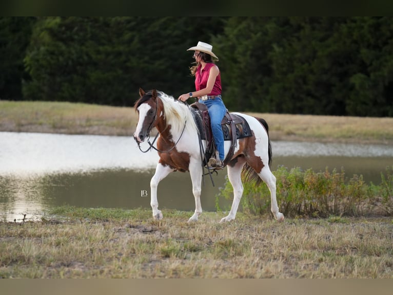 American Paint Horse Wallach 5 Jahre Schecke in Terrell