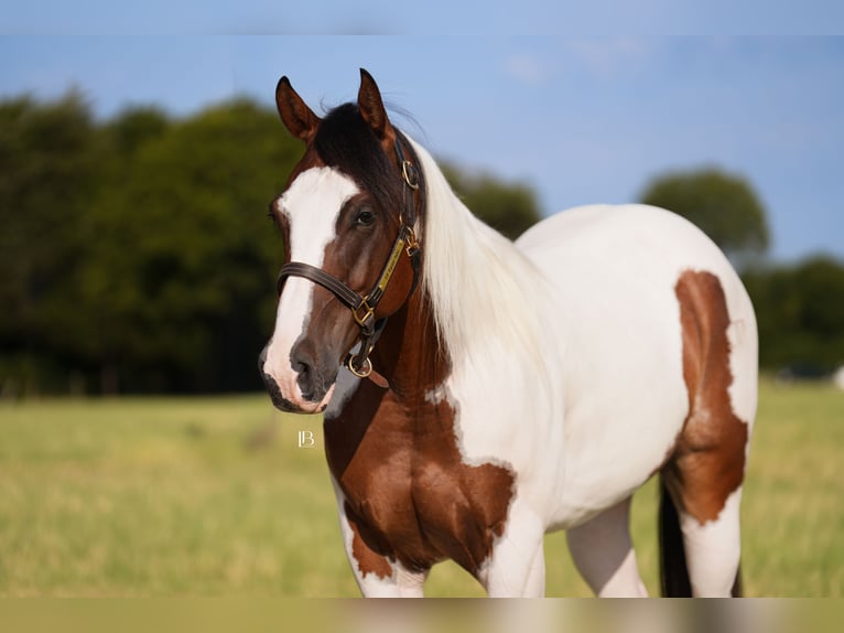 American Paint Horse Wallach 5 Jahre Schecke in Terrell