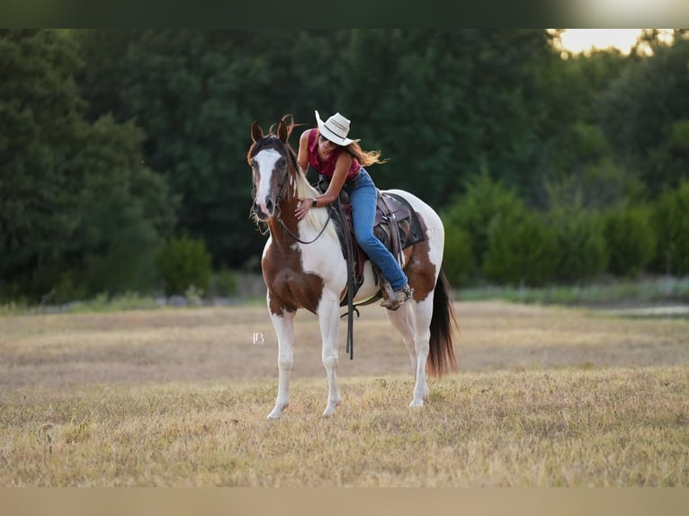 American Paint Horse Wallach 5 Jahre Schecke in Terrell