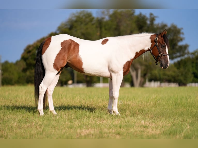 American Paint Horse Wallach 5 Jahre Schecke in Terrell