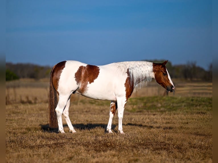American Paint Horse Wallach 6 Jahre 145 cm Schecke in Waco