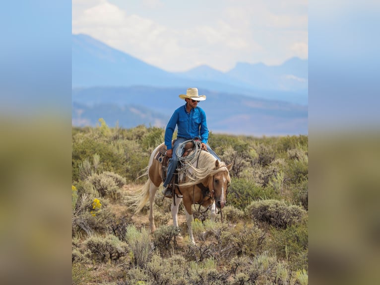 American Paint Horse Wallach 6 Jahre 147 cm Schecke in Ranger