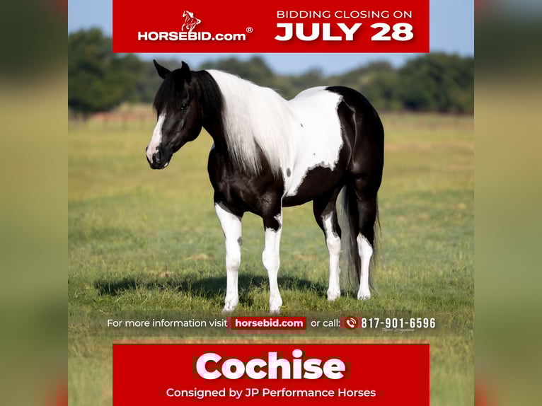 American Paint Horse Wallach 6 Jahre 147 cm Schecke in Weatherford