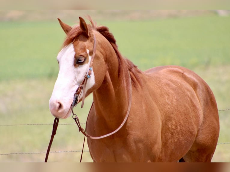 American Paint Horse Wallach 6 Jahre 150 cm Dunkelfuchs in Bitterwater CA