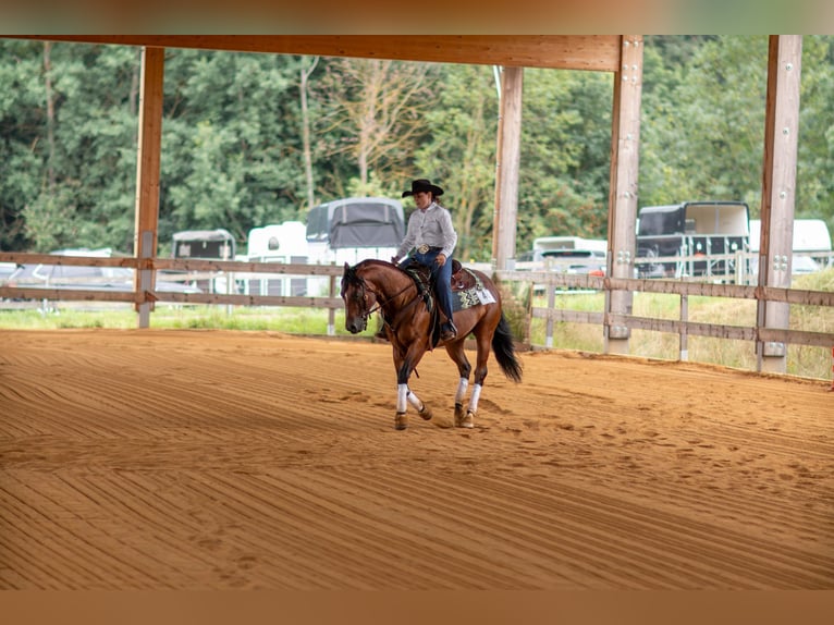 American Paint Horse Wallach 6 Jahre 152 cm Brauner in Dermbach