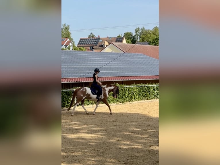 American Paint Horse Wallach 6 Jahre 152 cm Overo-alle-Farben in Velburg