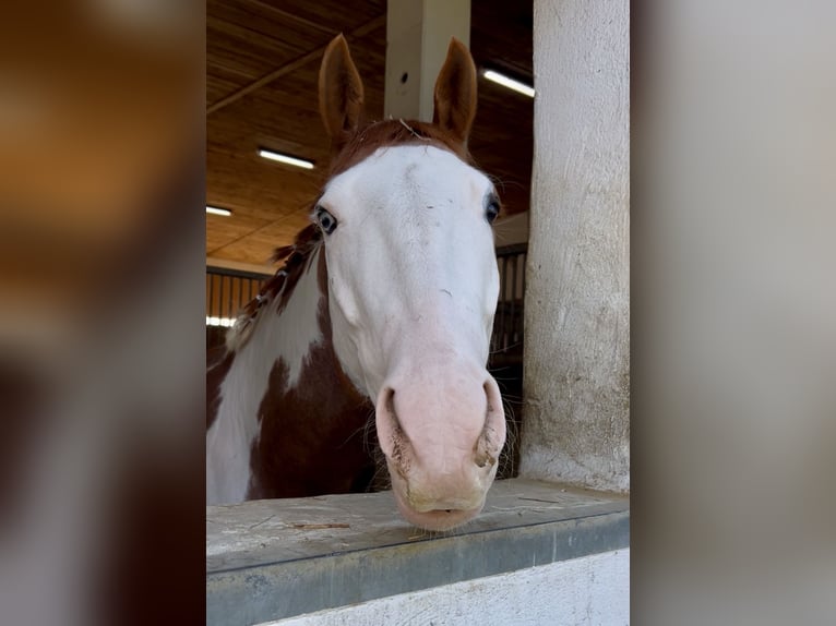American Paint Horse Wallach 6 Jahre 152 cm Overo-alle-Farben in Velburg