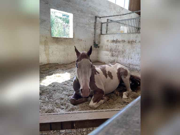 American Paint Horse Wallach 6 Jahre 152 cm Overo-alle-Farben in Velburg