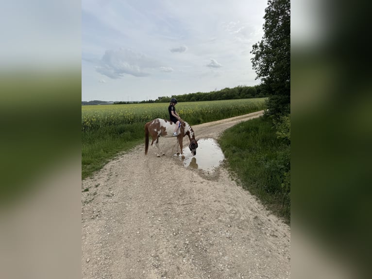 American Paint Horse Wallach 6 Jahre 152 cm Overo-alle-Farben in Velburg