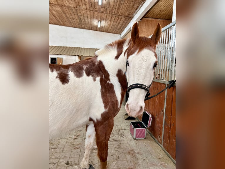 American Paint Horse Wallach 6 Jahre 152 cm Overo-alle-Farben in Velburg